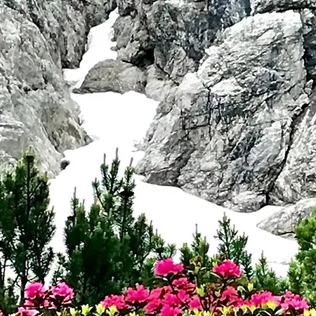 シャレー Mountain R バーワング